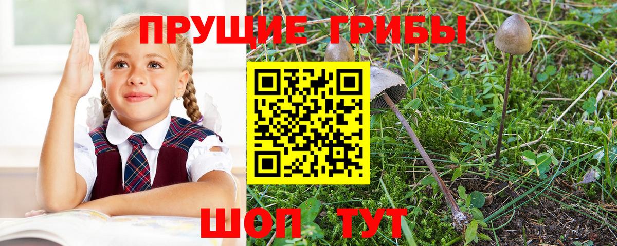 Галлюциногенные грибы GOLDEN TEACHER  купить наркотики цена  Вход с VPN  Мелеуз  Псилоцибиновые грибы Psilocybine cubensis 