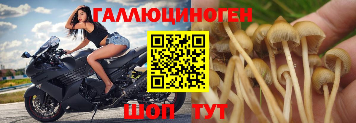 Галлюциногенные грибы Psilocybine cubensis Мелеуз